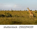 Nairobi, Kenya, January, 13 2019, Giraffe in Nairobi National Park