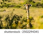 Nairobi, Kenya, January, 13 2019, Giraffe in Nairobi National Park