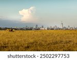 Nairobi, Kenya, January, 13 2019, Giraffe in Nairobi National Park