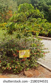 Nairobi, Kenya - July 10, 2017: Coffee berries plant farming in 1900 at Karen Blixen garden near Nairobi, Kenya Africa.