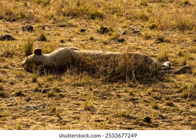 Nairobi, Kenya - Sep 25 2024: Lioness Sleeping in the Open Savannah of Maasai Mara - Powered by Shutterstock