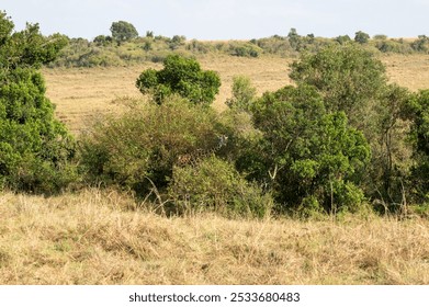 Nairobi, Kenya - Sep 25 2024: Giraffe Grazing on Bushes in the Open Wild of the African Savanna - Powered by Shutterstock