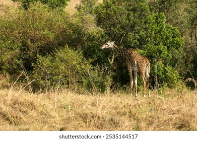 Nairobi, Kenya - Sept 26 2024:Giraffe Grazing on Bushes in the Open Wild of the African Savanna - Powered by Shutterstock