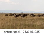 Nairobi, Kenya - September 24 2024: Safari at Masai Mara during migration. Wilderbeast grazing in the wild. 