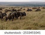 Nairobi, Kenya - September 24 2024: Safari at Masai Mara during migration. Wilderbeast grazing in the wild. 