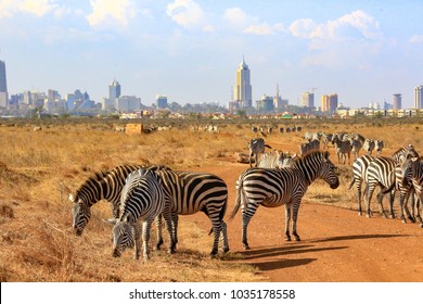 In Nairobi National Park