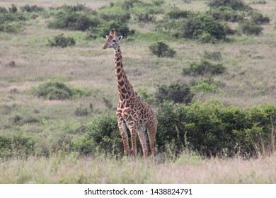 Nairobi National Park: Giraffe Kenya