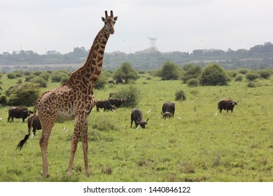 Nairobi National Park: Giraffe Kenya