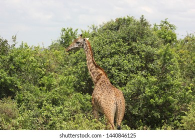 Nairobi National Park: Giraffe Kenya