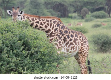 Nairobi National Park: Giraffe Kenya