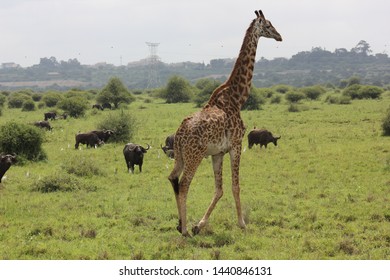 Nairobi National Park: Giraffe Kenya