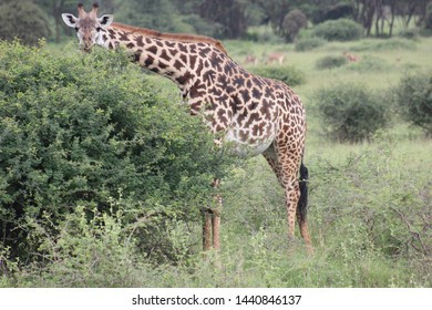 Nairobi National Park: Giraffe Kenya