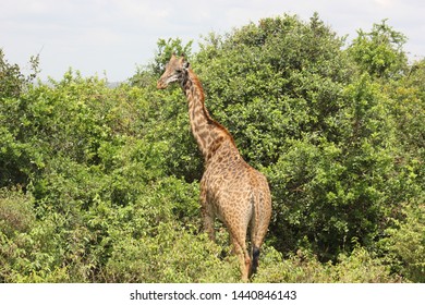 Nairobi National Park: Giraffe Kenya