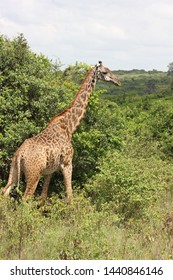 Nairobi National Park: Giraffe Kenya