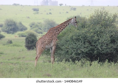 Nairobi National Park: Giraffe Kenya