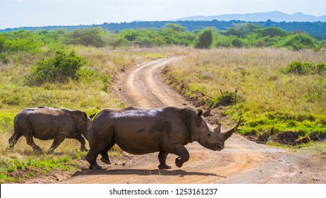 Nairobi National Park, Kenya