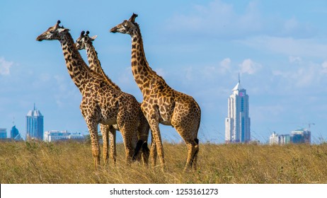 Nairobi National Park, Kenya