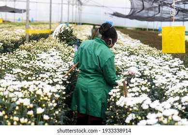 Naivasha, Kenya -november 30 2020: A Woman Handpicks Beautiful Flowers From A Flower Farm Greenhouse For Export In, Kenya, Africa