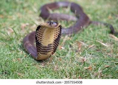 Naja Cobra Indian Cobra Coluber Naja Stock Photo 2057554508 