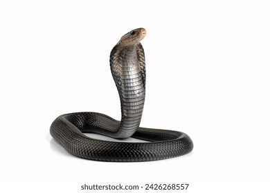 89.479 Cobra Royalty-Free Photos and Stock Images | Shutterstock