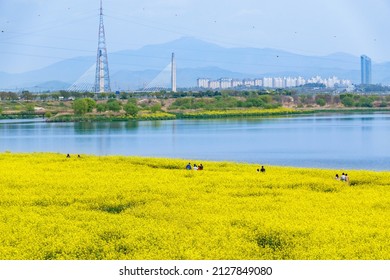 Naju-city Yeongsan Riverside Rape Field