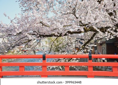 Nakabashi Bridge and Sakura blossoming of Takayama, Japan