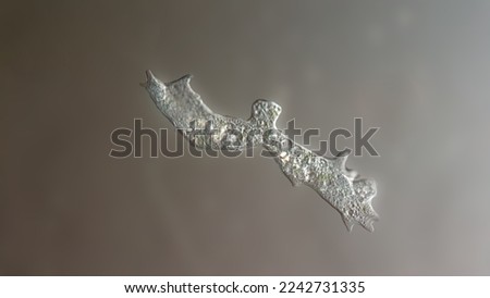 Naked amoeba under DIC microscope