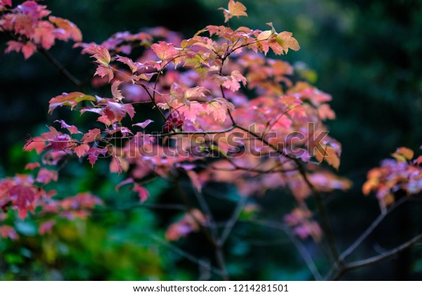 Naked Autumn Trees Few Red Leaves Stock Photo Shutterstock