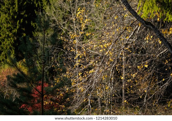 Naked Autumn Trees Few Red Leaves Stock Photo Shutterstock