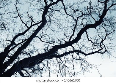 Naked branches of a tree against blue sky close up 