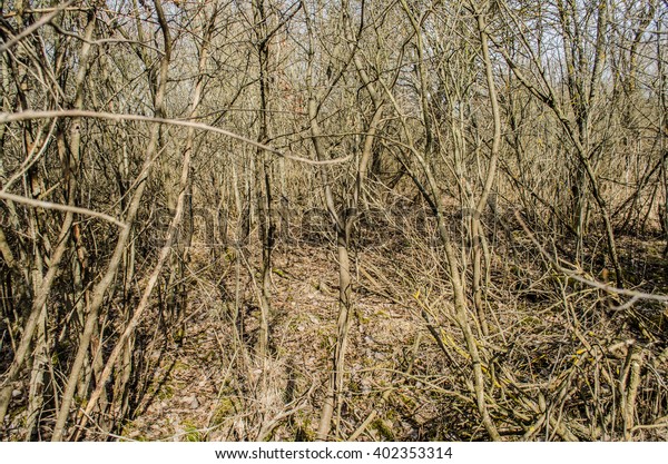 Naked Branches Tree Five Branches Big Stock Photo Shutterstock