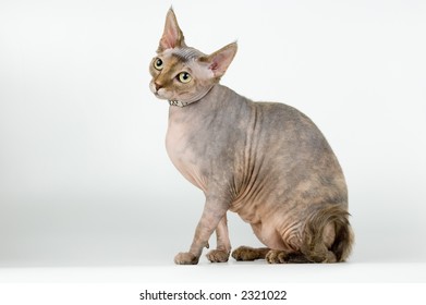 Naked Cat Canadian Sphynx On Neutral Nh C S N Shutterstock