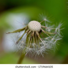 Naked Dandelion Images Stock Photos Vectors Shutterstock