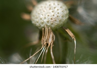 Naked Dandelion Images Stock Photos Vectors Shutterstock