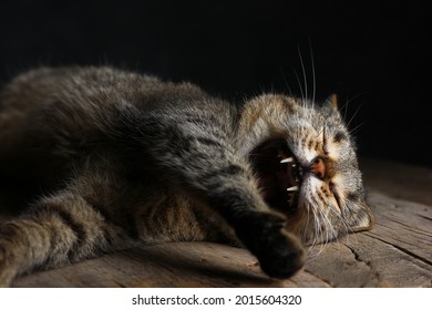 Colmillos Desnudos De Un Gato Durante Foto De Stock Shutterstock