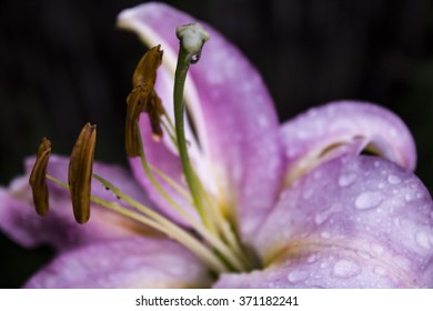 Naked Flower Stock Photo Shutterstock