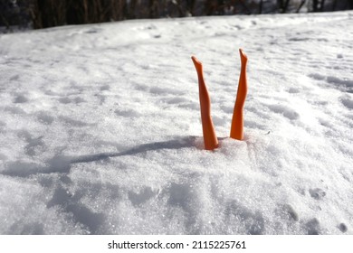 Naked Legs Sticking Up From Icy Snowbank