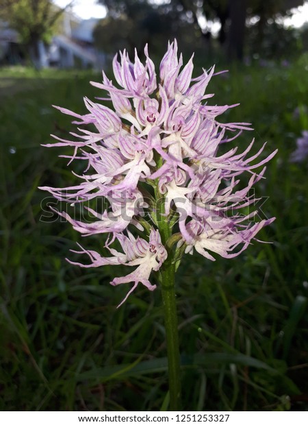 Naked Man Italian Orchid Orchis Italica の写真素材 今すぐ編集