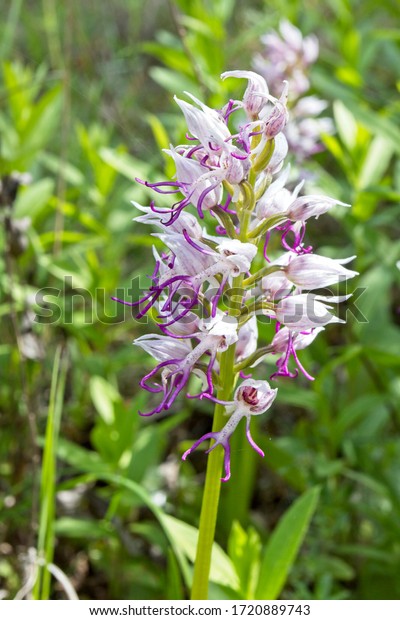 Naked Man Orchid Italian Orchid Orchis Stock Photo Shutterstock