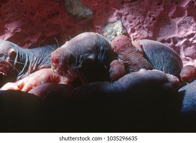 Naked Mole Rat Images Photos Et Images Vectorielles De Stock Shutterstock Naked Mole Rat Images Photos Et Images Vectorielles De Stock Shutterstock