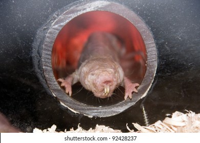 Naked Mole Rat (Heterocephalus Glaber) In A Tube