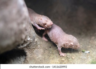 Naked Mole Rat In A Terrarium