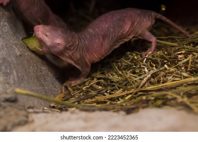 Naked Mole Rat In A Terrarium 