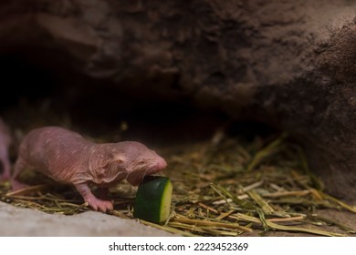 Naked Mole Rat In A Terrarium 