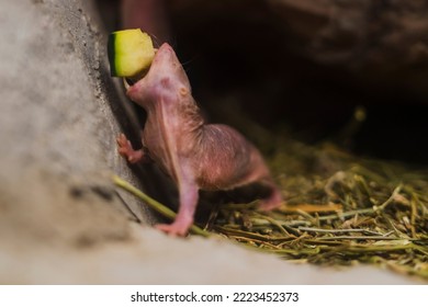 Naked Mole Rat In A Terrarium 