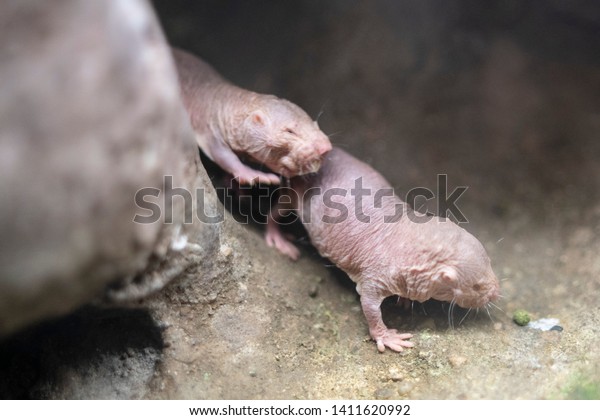 Rat Taupe Nu Dans Un Terrarium Photo De Stock Modifiable