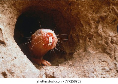 Naked molerat guarding underground tunnel. Heterocephalus glaber