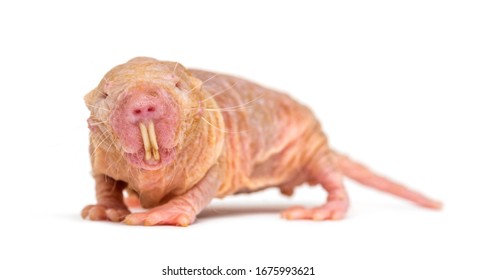 Mole Rat Hd Stock Images Shutterstock Mole Rat Hd Stock Images Shutterstock