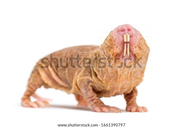 Naked Molerat Hairless Rat Isolated On Stock Photo Shutterstock