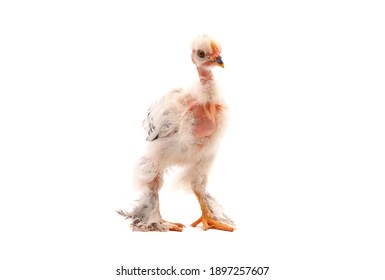 Naked neck chicken isolated on white